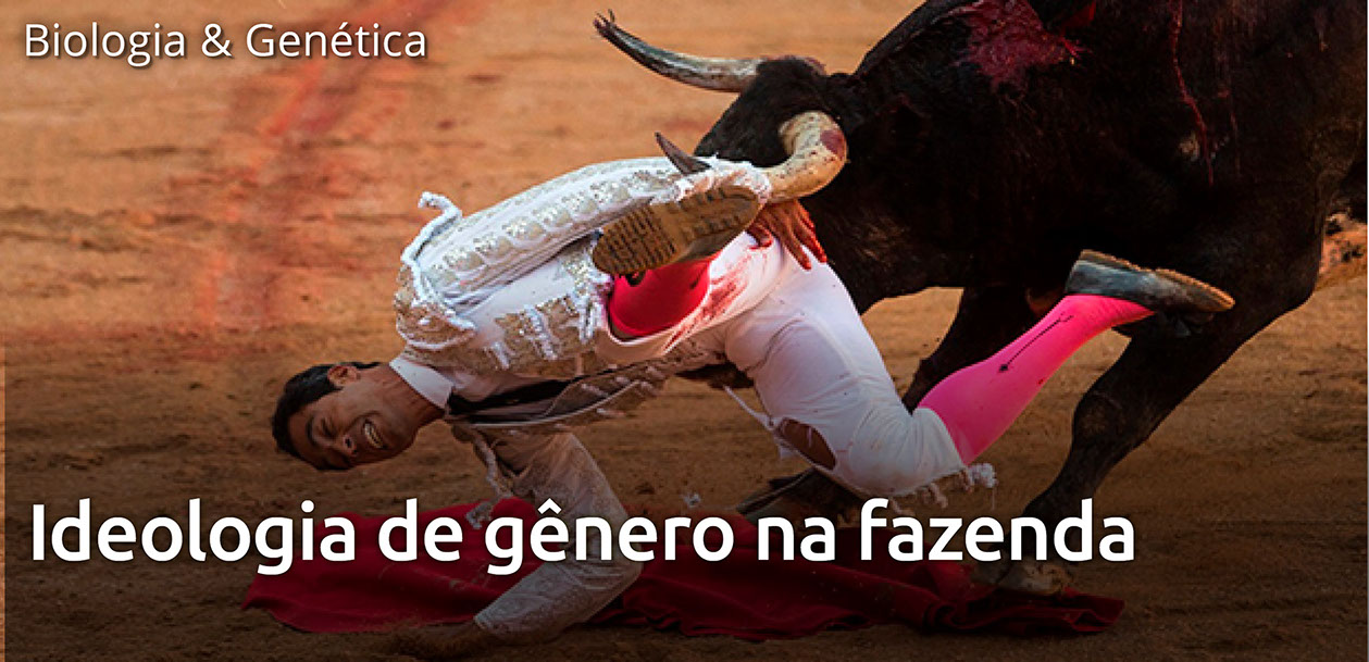 Touro enterra chifre em rabo de ativista